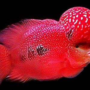 OKIKO Flowerhorn Fish Food Cichlid Quick Red Mark Head Up Huncher Platinum and Color Faster Set 3 of XL Pellets 3.5 oz 100g