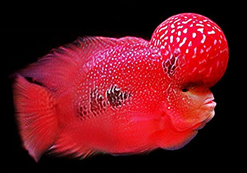 OKIKO Flowerhorn Fish Food Cichlid Quick Red Mark Head Up Huncher Platinum and Color Faster Set 3 of XL Pellets 3.5 oz 100g