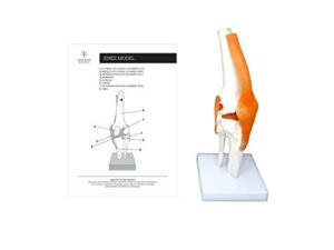 knee joint anatomy human medical model by trademark scientific