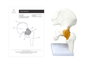 hip joint anatomical cast scientific model by trademark scientific