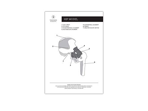 Hip Joint Anatomical Cast Scientific Model by Trademark Scientific