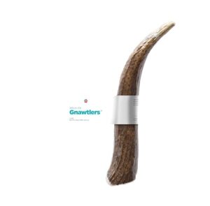 pet parents® gnawtlers® - premium elk antlers for dogs, naturally shed elk antlers, all natural elk antler dog chew, specially selected from the heartland regions (large)
