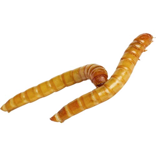 Predator Foods Bulk Live Mealworms - 500 Count (Small - 0.25")