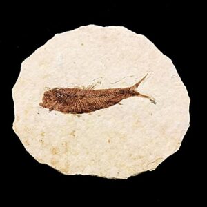 genuine fish fossil from wyoming usa (knightia alta)