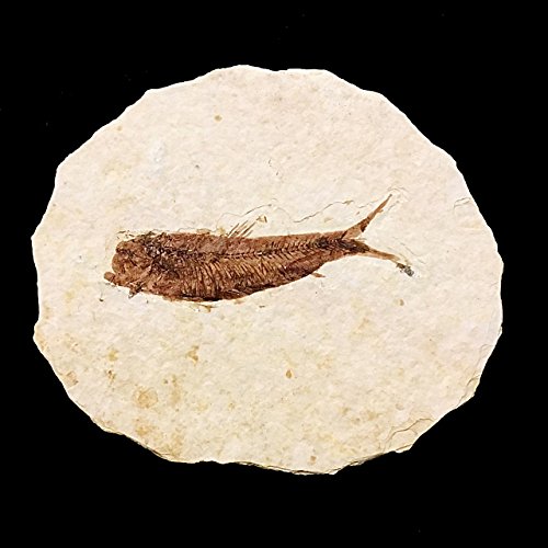 Genuine Fish Fossil from Wyoming USA (Knightia Alta)