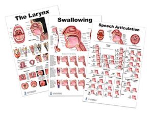 anatomy posters for slp (larynx, swallowing, speech articulation 24x36)