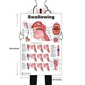 Anatomy Posters for SLP (Larynx, Swallowing, Speech Articulation 24x36)