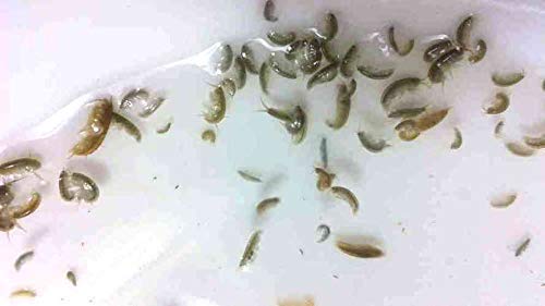 AQUACULTURE NURSERY FARMS Amphipods Saltwater Aquacultured Amphipods for Sale (100 cnt)