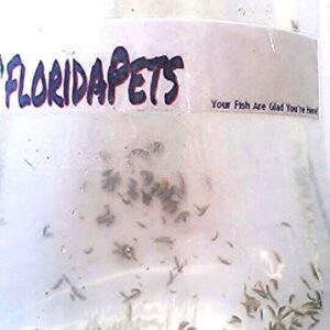 AQUACULTURE NURSERY FARMS Amphipods Saltwater Aquacultured Amphipods for Sale (100 cnt)