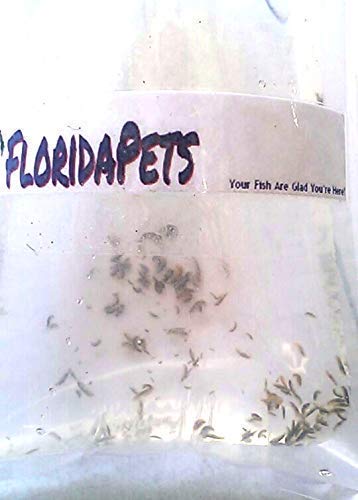 AQUACULTURE NURSERY FARMS Amphipods Saltwater Aquacultured Amphipods for Sale (100 cnt)