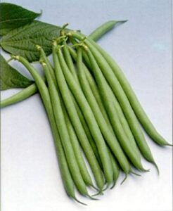 haricot verts petite filet- green bean seeds- 30+ seeds by ohio heirloom seeds