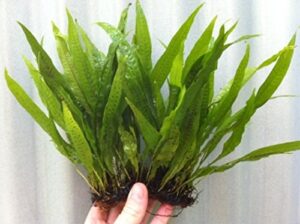 java fern on 3 x 2.5 coco mat | microsorum pteropus - easy tropical live aquarium plant