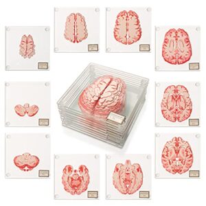 anatomic brain specimen coasters (set of 10) - neuroscience gifts best gifts for medical student gifts brain decor human anatomy gifts weird gifts thinkgeek coasters think geek gifts 3d brain coasters