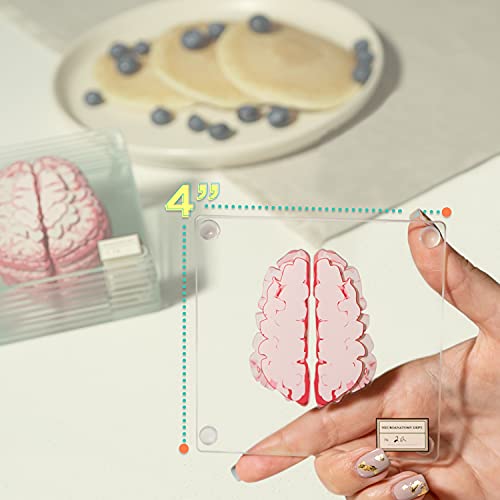 Anatomic Brain Specimen Coasters (Set of 10) - Neuroscience Gifts Best Gifts for Medical Student Gifts Brain Decor Human Anatomy Gifts Weird Gifts Thinkgeek Coasters think geek gifts 3D Brain Coasters