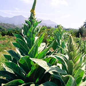 Great/Common Mullein Seeds (Verbascum thapsus) Seeds - Pack of 250, Certified Organic, Non-GMO, Open Pollinated, Untreated Herb Seeds for Planting – from USA