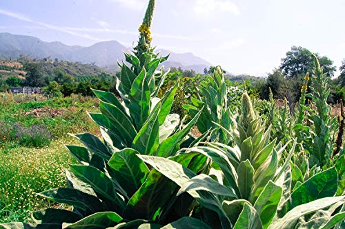 Great/Common Mullein Seeds (Verbascum thapsus) Seeds - Pack of 250, Certified Organic, Non-GMO, Open Pollinated, Untreated Herb Seeds for Planting – from USA