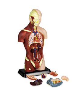vision scientific vat105 sexless human torso | 7 removable parts | displays respiratory, circulatory, digestive, nervous, urinary system, and musculature | instruction manual included