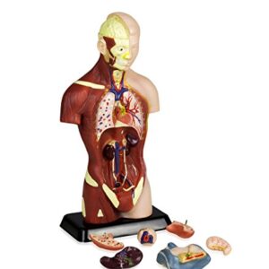 Vision Scientific VAT105 Sexless Human Torso | 7 Removable Parts | Displays Respiratory, Circulatory, Digestive, Nervous, Urinary System, and Musculature | Instruction Manual Included