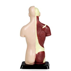 Vision Scientific VAT105 Sexless Human Torso | 7 Removable Parts | Displays Respiratory, Circulatory, Digestive, Nervous, Urinary System, and Musculature | Instruction Manual Included