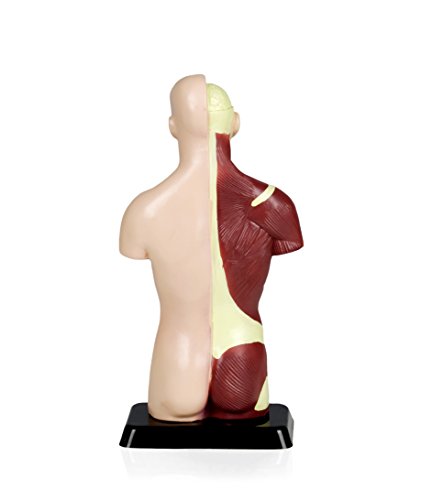 Vision Scientific VAT105 Sexless Human Torso | 7 Removable Parts | Displays Respiratory, Circulatory, Digestive, Nervous, Urinary System, and Musculature | Instruction Manual Included