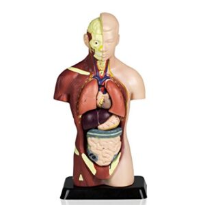 Vision Scientific VAT105 Sexless Human Torso | 7 Removable Parts | Displays Respiratory, Circulatory, Digestive, Nervous, Urinary System, and Musculature | Instruction Manual Included