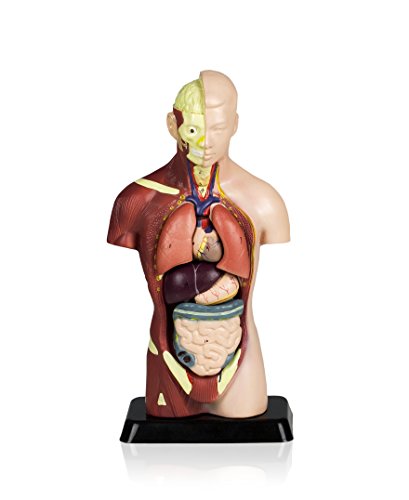 Vision Scientific VAT105 Sexless Human Torso | 7 Removable Parts | Displays Respiratory, Circulatory, Digestive, Nervous, Urinary System, and Musculature | Instruction Manual Included