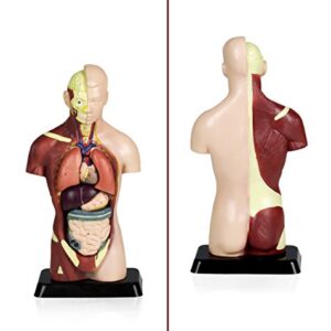 Vision Scientific VAT105 Sexless Human Torso | 7 Removable Parts | Displays Respiratory, Circulatory, Digestive, Nervous, Urinary System, and Musculature | Instruction Manual Included