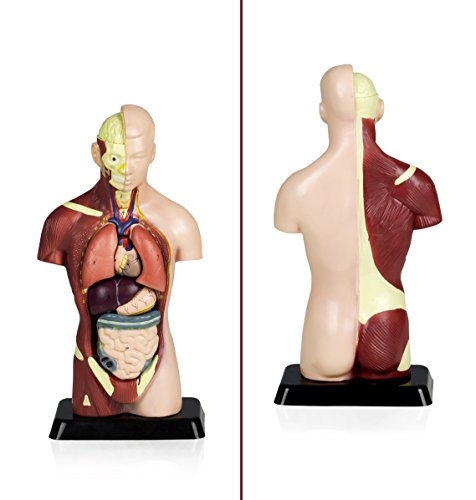 Vision Scientific VAT105 Sexless Human Torso | 7 Removable Parts | Displays Respiratory, Circulatory, Digestive, Nervous, Urinary System, and Musculature | Instruction Manual Included