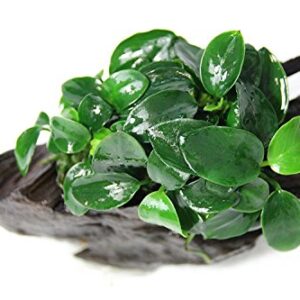 Anubias Petite On Driftwood | Aquarium Plants Factory