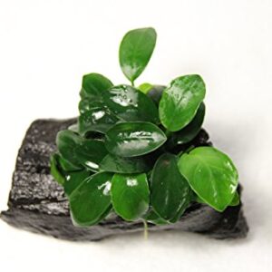 Anubias Petite On Driftwood | Aquarium Plants Factory