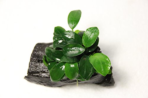 Anubias Petite On Driftwood | Aquarium Plants Factory