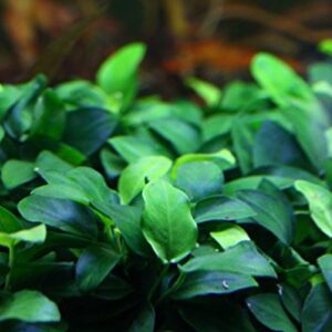 Anubias Petite On Driftwood | Aquarium Plants Factory