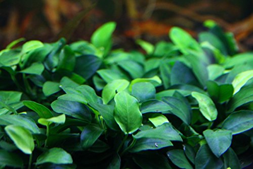 Anubias Petite On Driftwood | Aquarium Plants Factory