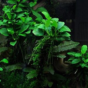 Anubias Petite On Driftwood | Aquarium Plants Factory