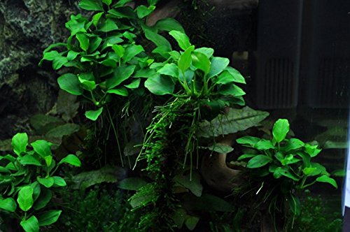 Anubias Petite On Driftwood | Aquarium Plants Factory