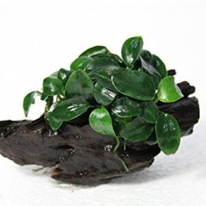 Anubias Petite On Driftwood | Aquarium Plants Factory