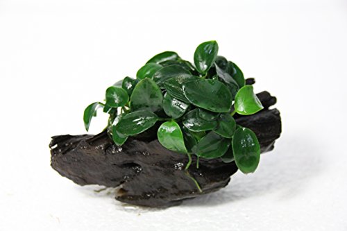 Anubias Petite On Driftwood | Aquarium Plants Factory