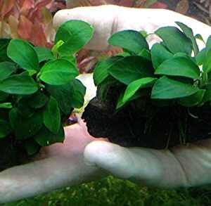 Anubias Petite On Driftwood | Aquarium Plants Factory