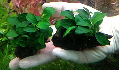 Anubias Petite On Driftwood | Aquarium Plants Factory