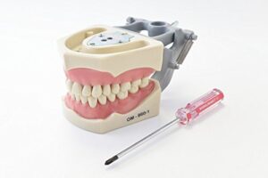 dental anatomy typodont educational model 860 with columbia removable teeth