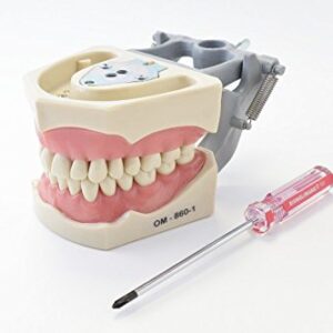 Dental Anatomy Typodont Educational Model 860 with Columbia Removable Teeth