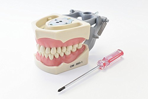 Dental Anatomy Typodont Educational Model 860 with Columbia Removable Teeth