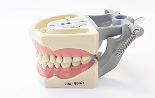 Dental Anatomy Typodont Educational Model 860 with Columbia Removable Teeth