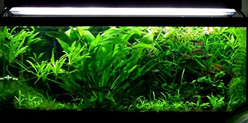 Greenpro Cryptocoryne Parva Freshwater Live Aquarium Plants TC Cup Fish Tank Decoration