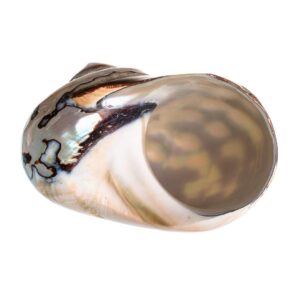 Hermit Crab Shells | Turbo Shells | African Sarmaticus Turbo Shell 2.5"-3" | Hermit Crab House for Décor | Plus Free Nautical eBook by Joseph Rains