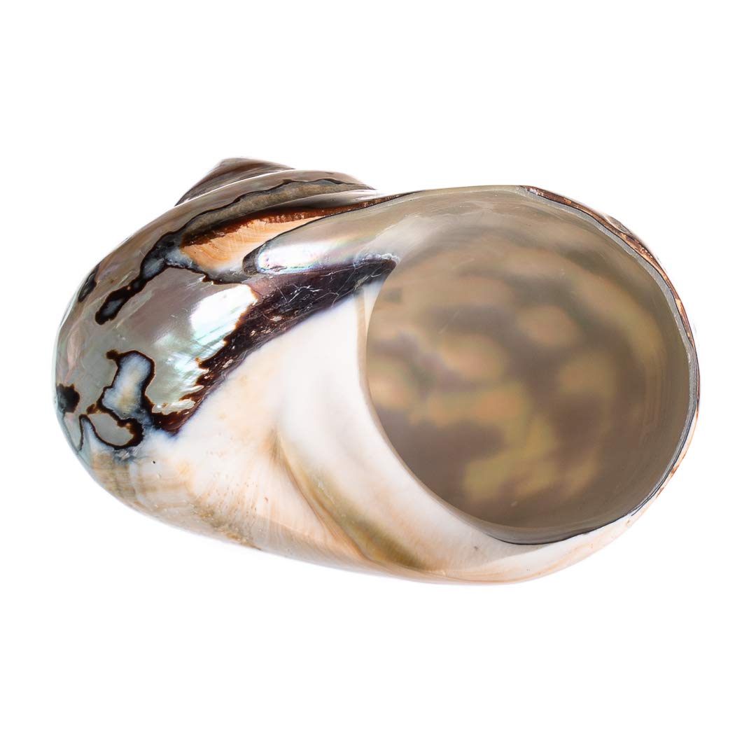 Hermit Crab Shells | Turbo Shells | African Sarmaticus Turbo Shell 2.5"-3" | Hermit Crab House for Décor | Plus Free Nautical eBook by Joseph Rains