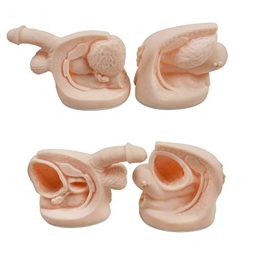 INTBUYING Education Model Male and Female Anatomy Teach Set Model Internal and External Genital Anatomy Model and Urinary Mold