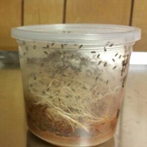 1- cup economy drosophila hydei flightless fruit fly culture(bigger flys) in a 24oz cup