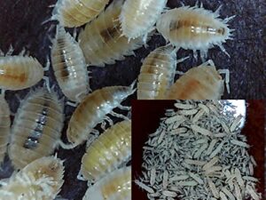 dwarf white isopods and springtails combo, by critters direct