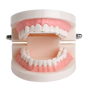 smiledt dental teach study child kid teeth gums standard tooth teaching model